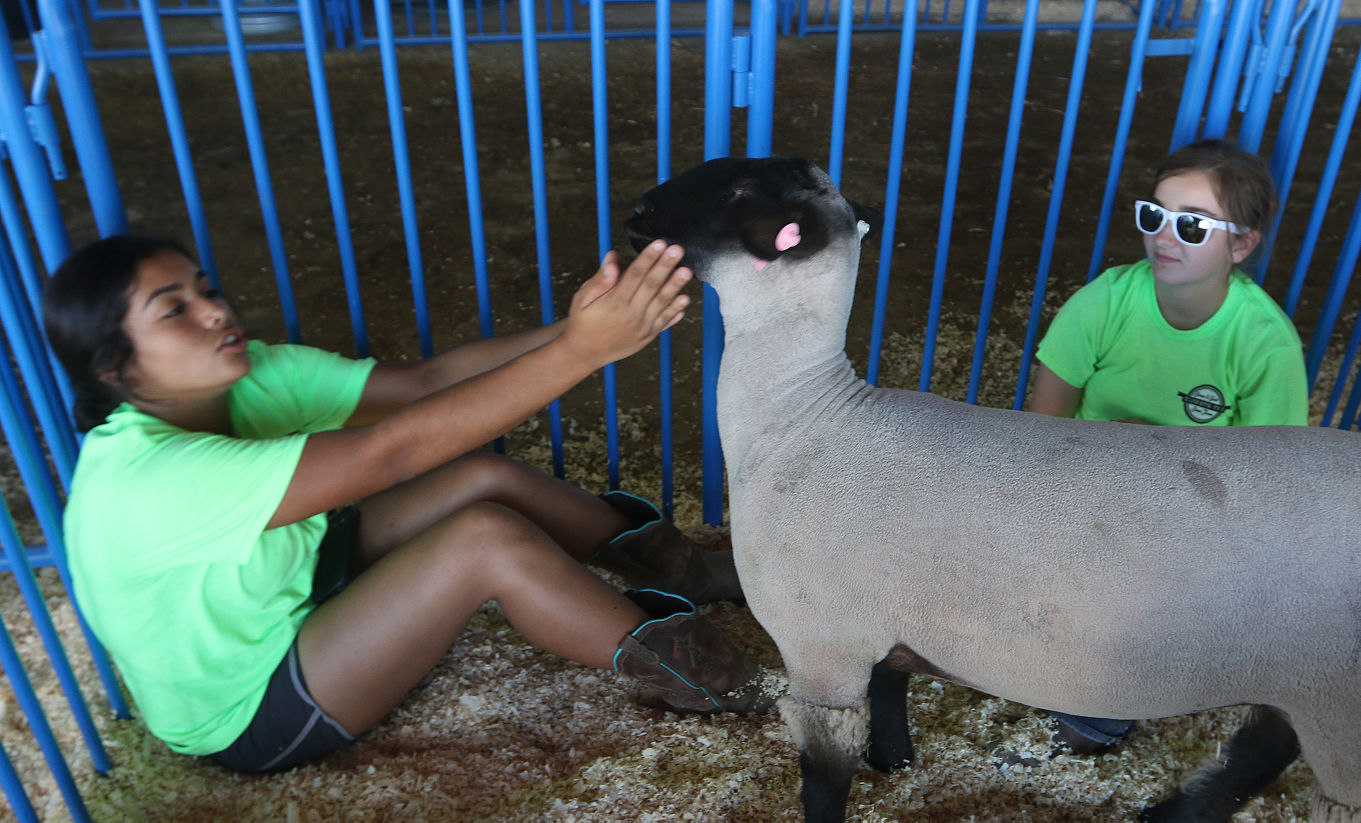 Kings Fair animal arrival